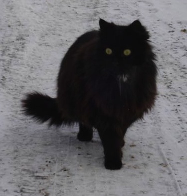 chatte au retour