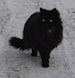 chatte au retour